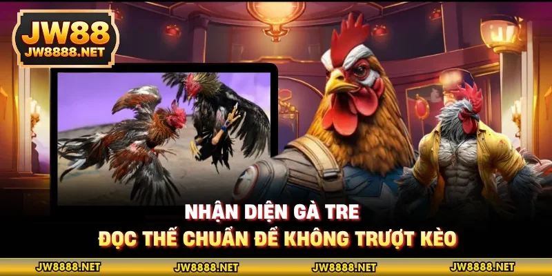 Nhận diện gà tre đọc thế chuẩn để không trượt kèo